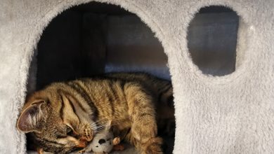 6 Reasons Why You Should Buy a Play House for Your Cat