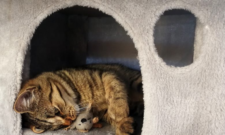 6 Reasons Why You Should Buy a Play House for Your Cat