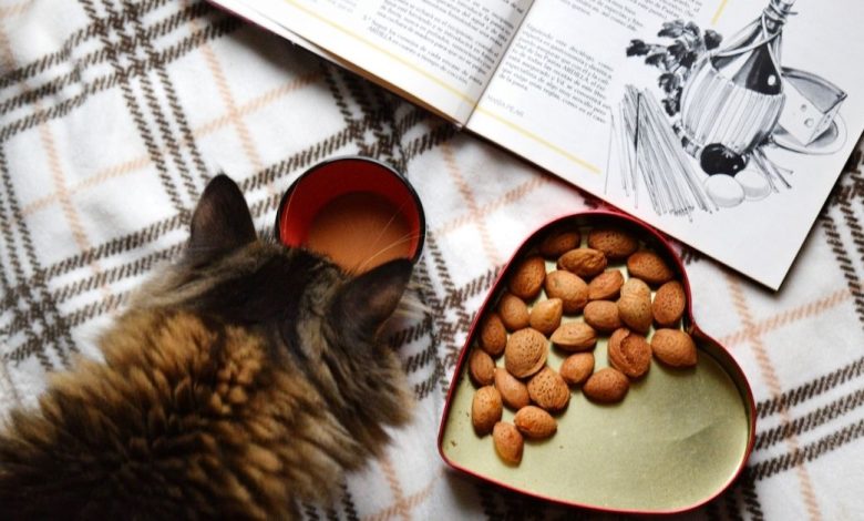 How to Transition Your Cat's Diet From Dry Food to Wet Food