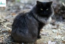 Black Fluffy Cat Breeds