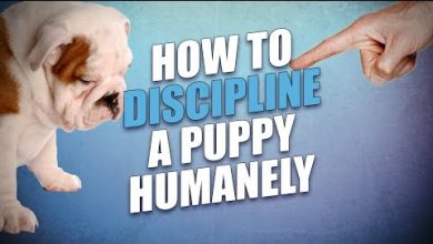 How should i Discipline My Puppy